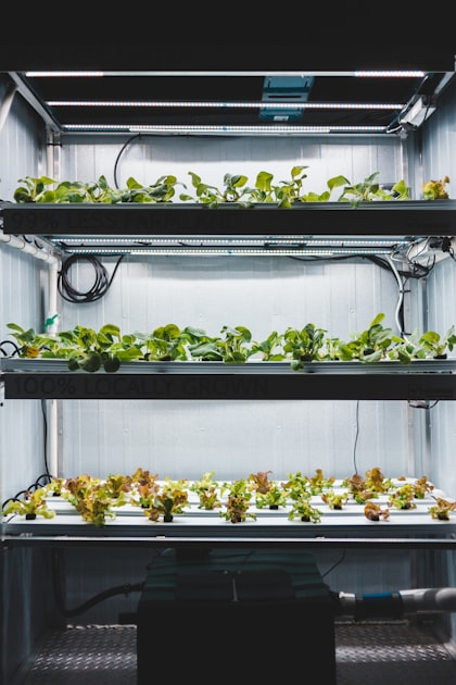 Smart Agriculture: A Game Changer for Fungi Cultivation