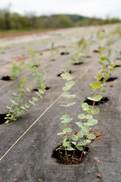 Adapting to Soil Conditions for Optimal Growth